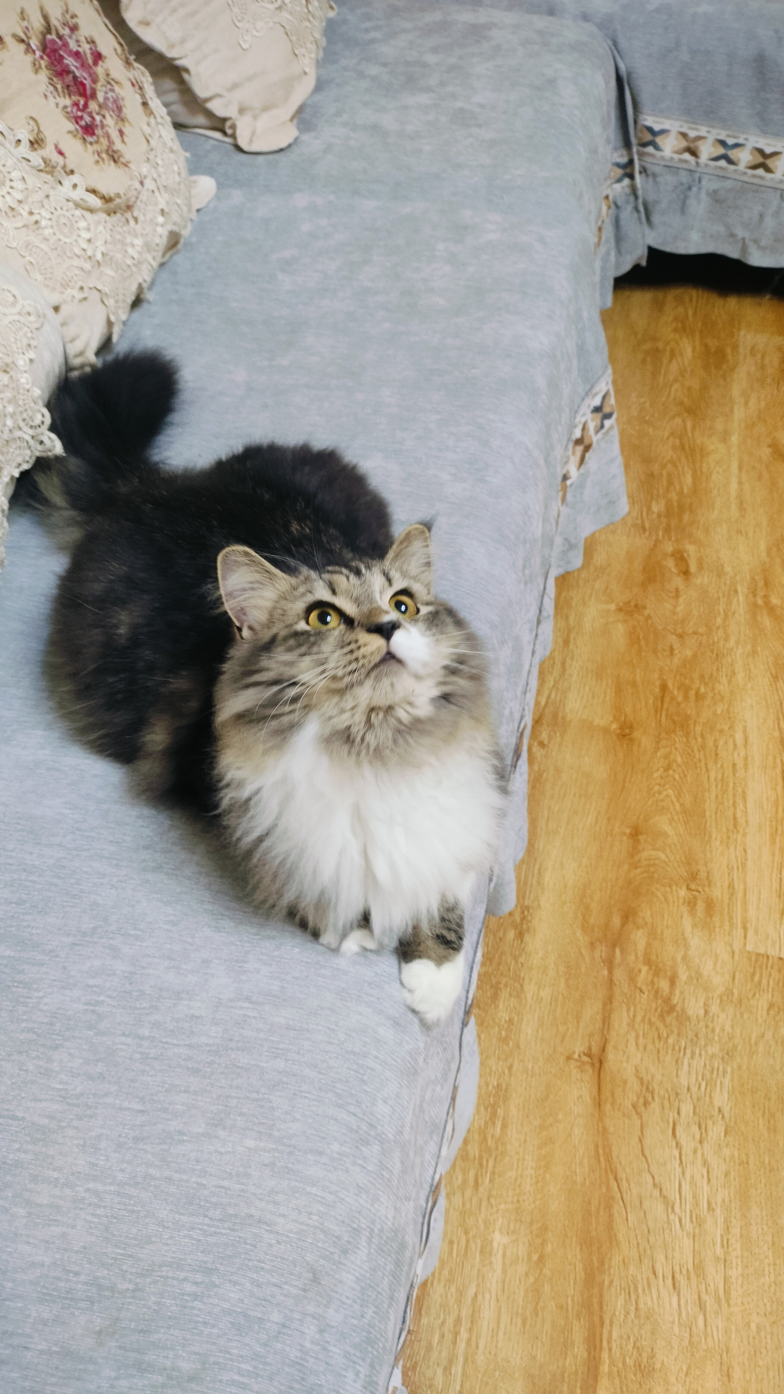 西伯利亚森林猫
